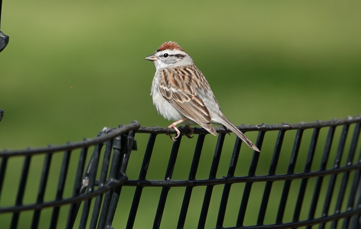Chipping Sparrow - ML617403862