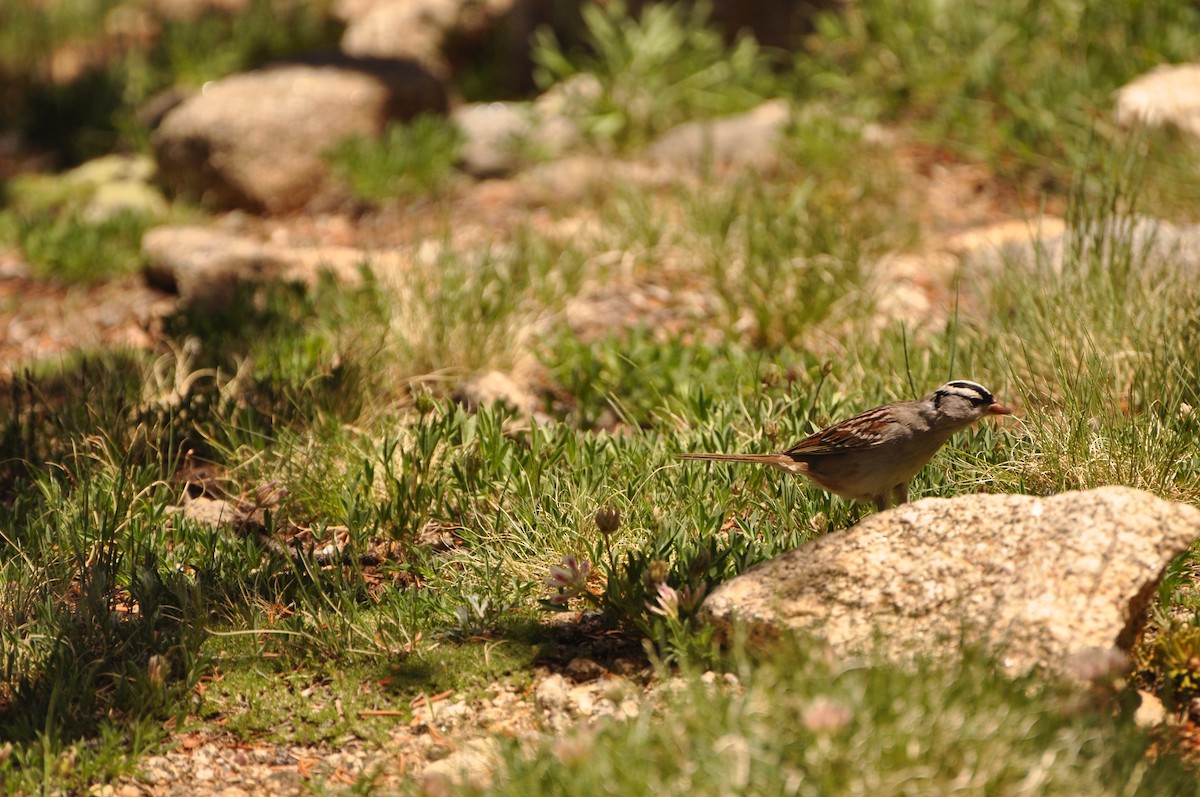 White-crowned Sparrow - Abigail Duvall