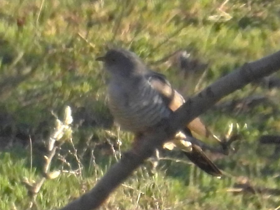 Common Cuckoo - ML617403906