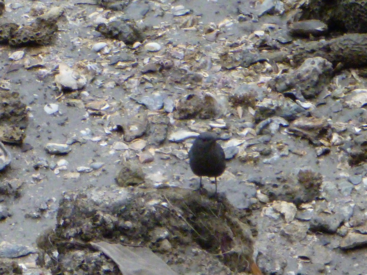 Blue Rock-Thrush - ML617403969