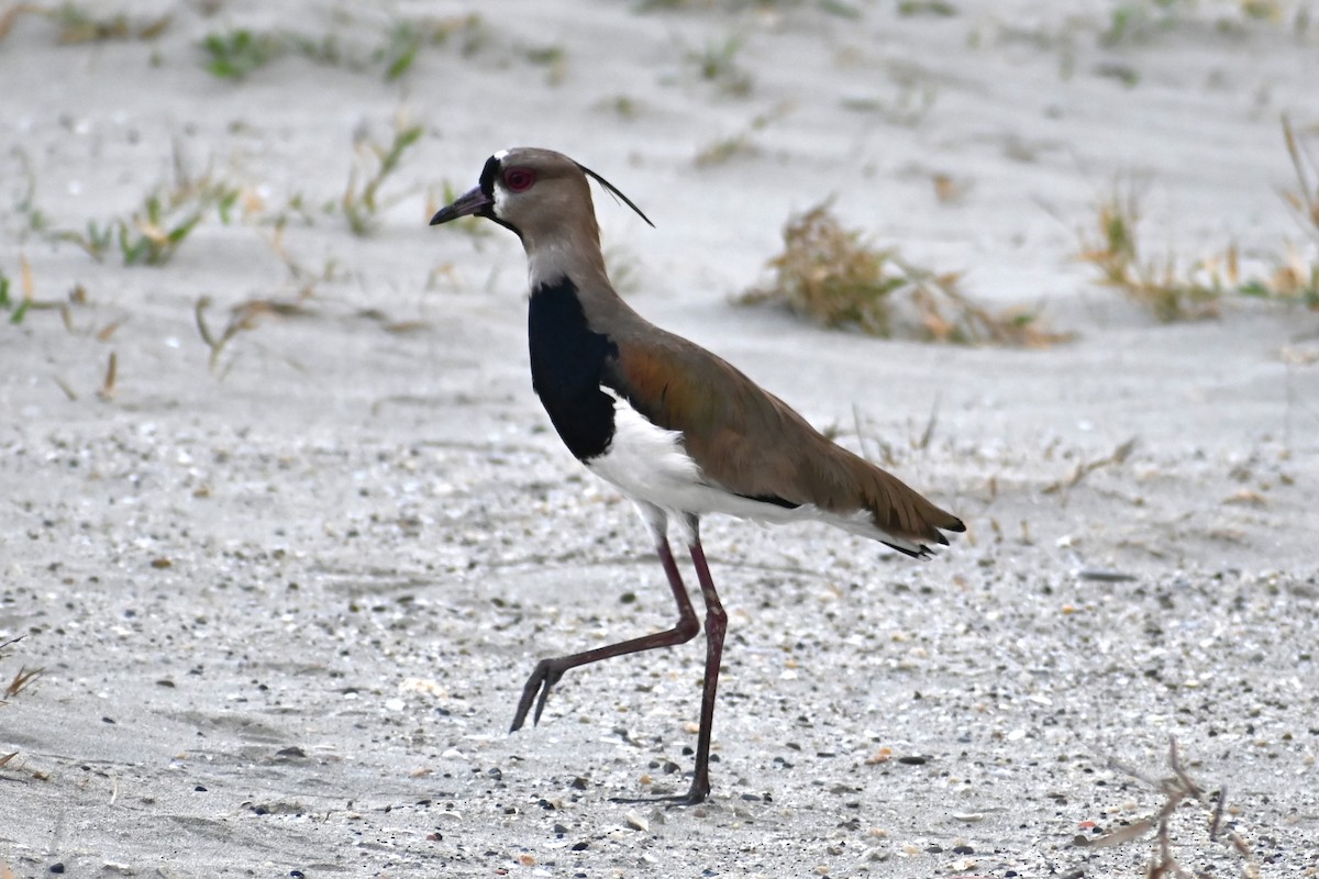 Southern Lapwing - ML617403974