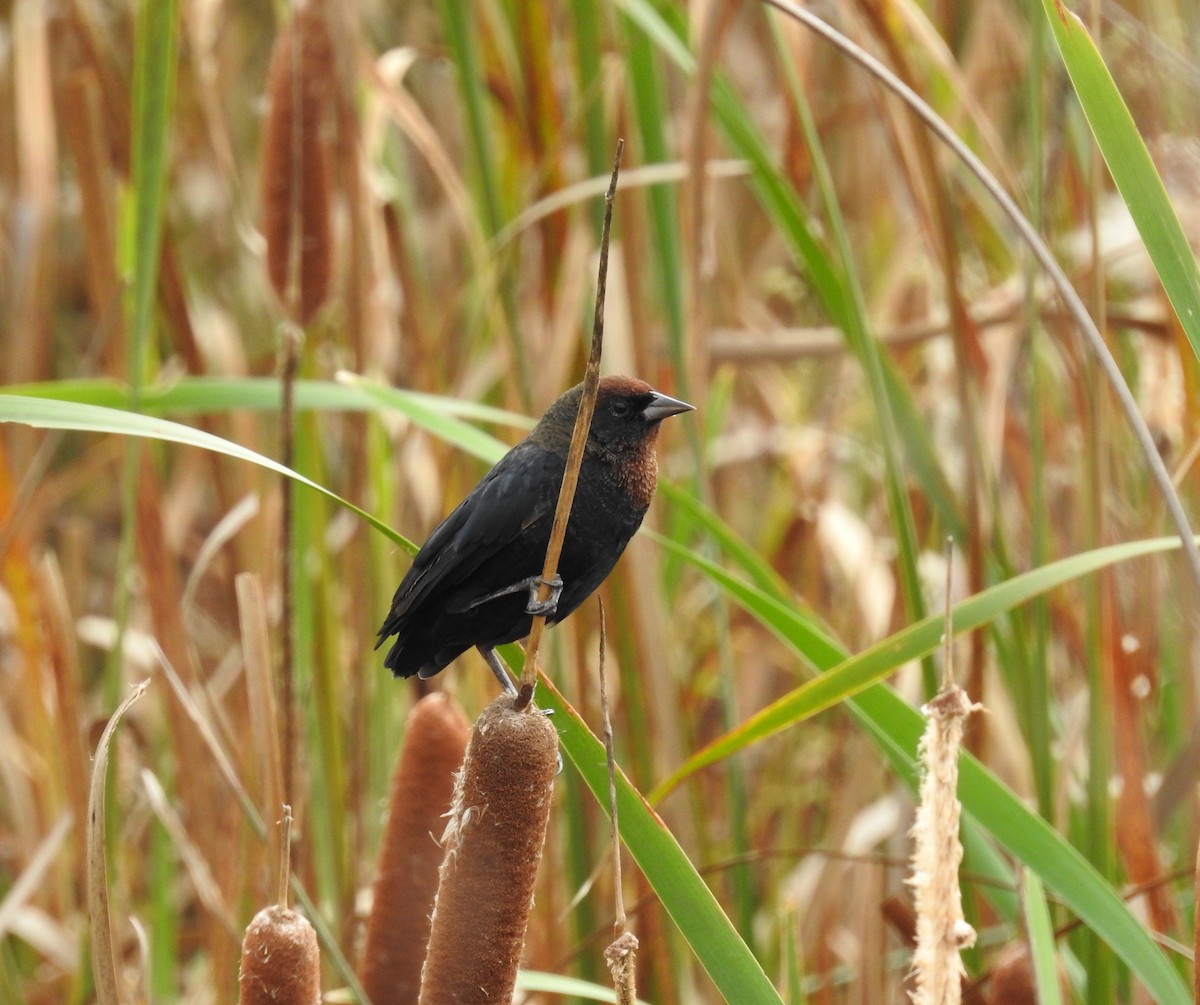 Chestnut-capped Blackbird - ML617403976