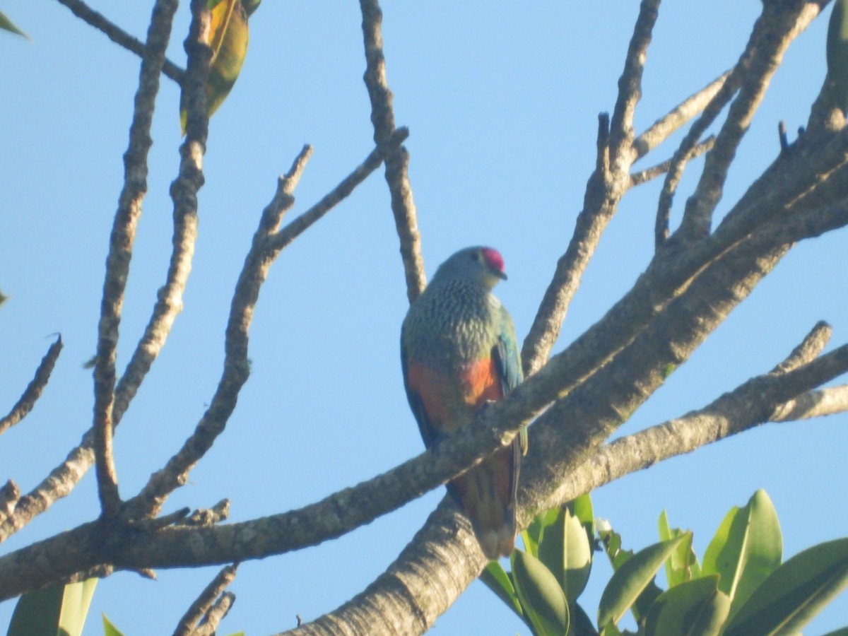 Rose-crowned Fruit-Dove - ML617403981