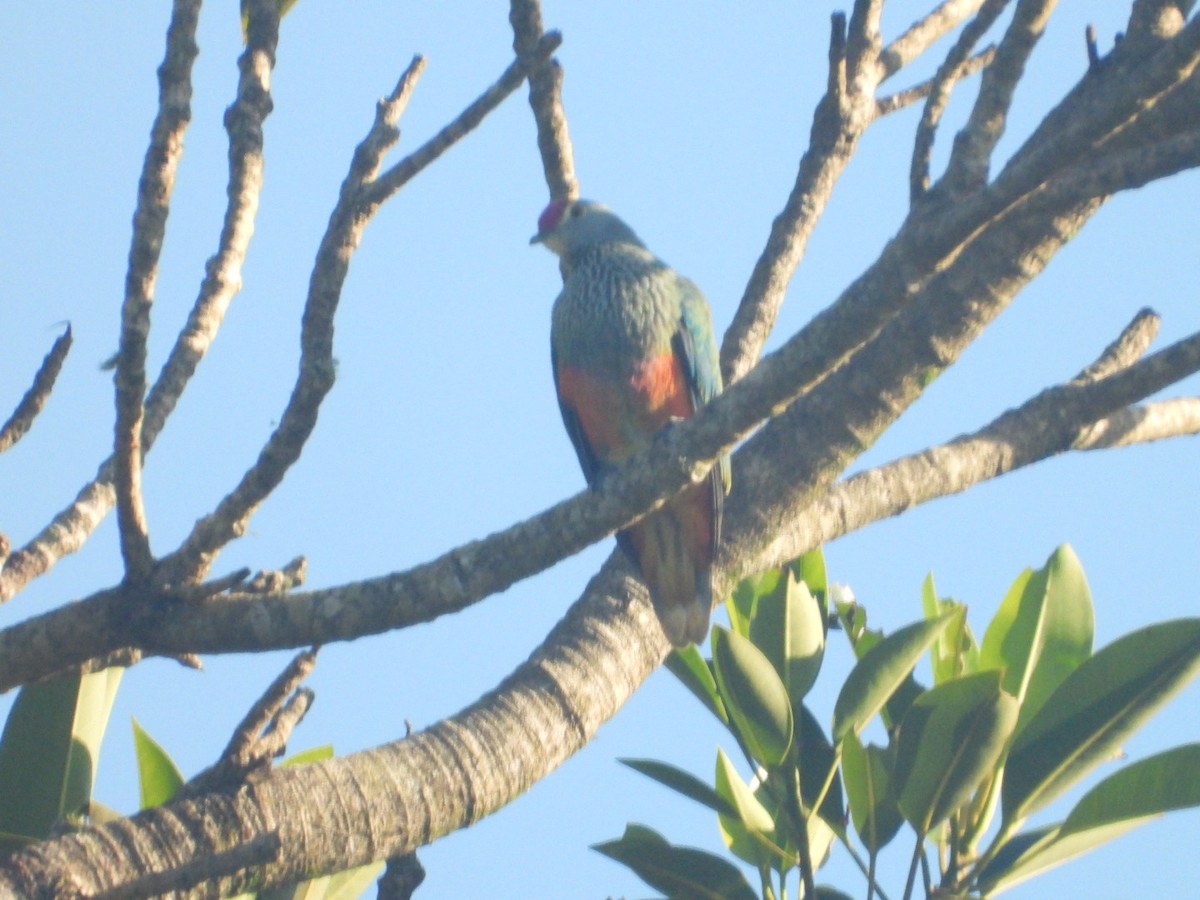 Rose-crowned Fruit-Dove - ML617403982