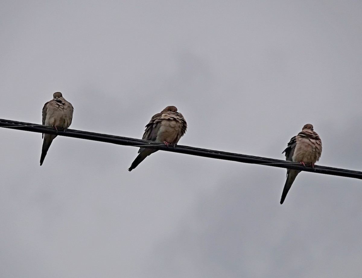 Mourning Dove - ML617404066