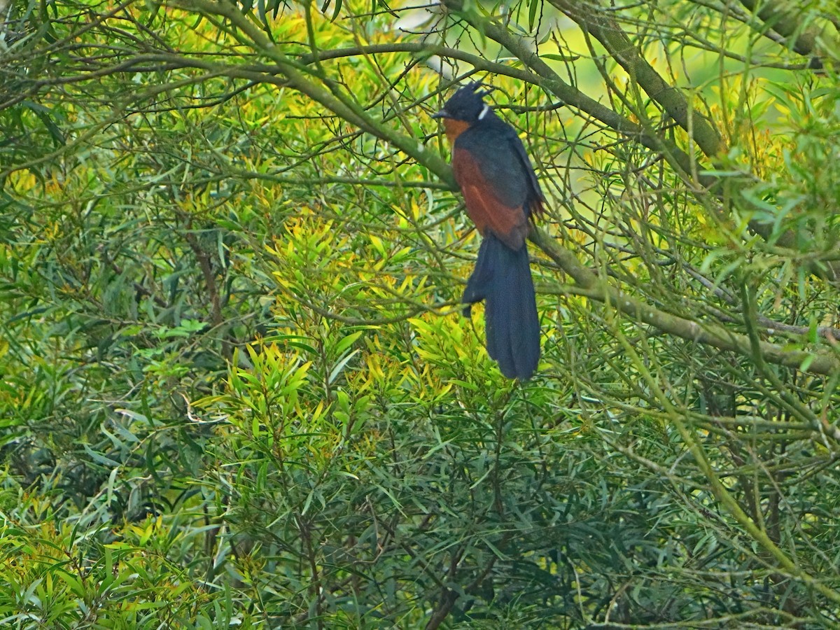 Chestnut-winged Cuckoo - Mei Hsiao