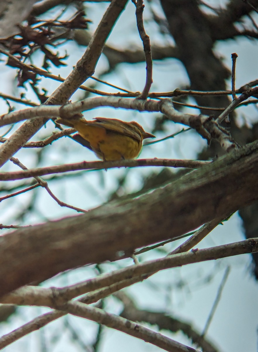 Summer Tanager - ML617404179