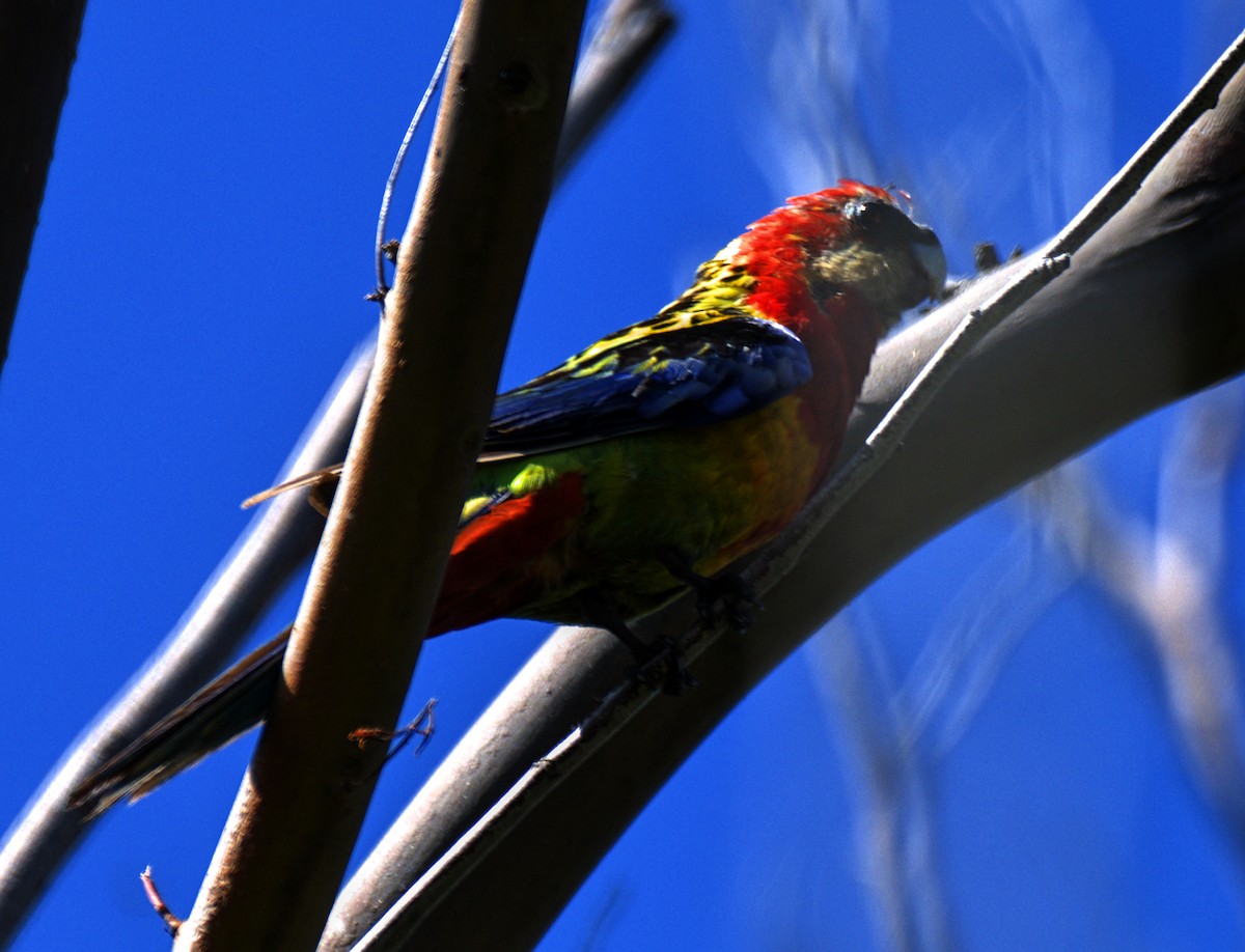 Eastern Rosella - ML617404191