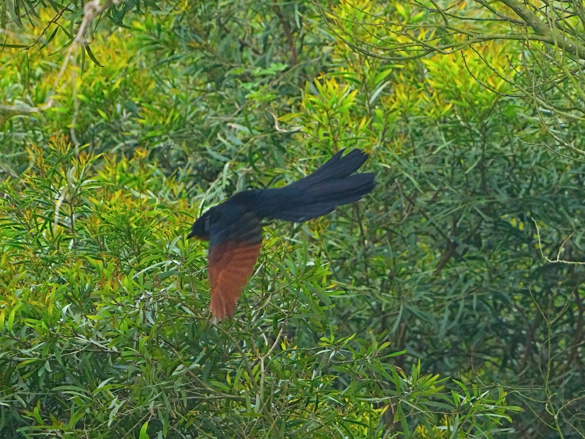 Chestnut-winged Cuckoo - Mei Hsiao