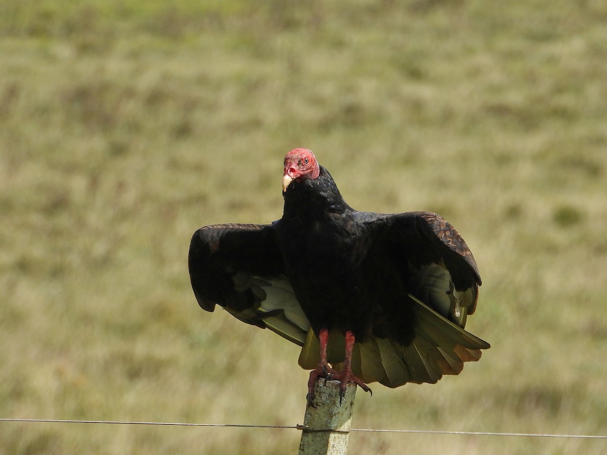 Turkey Vulture - ML617404315