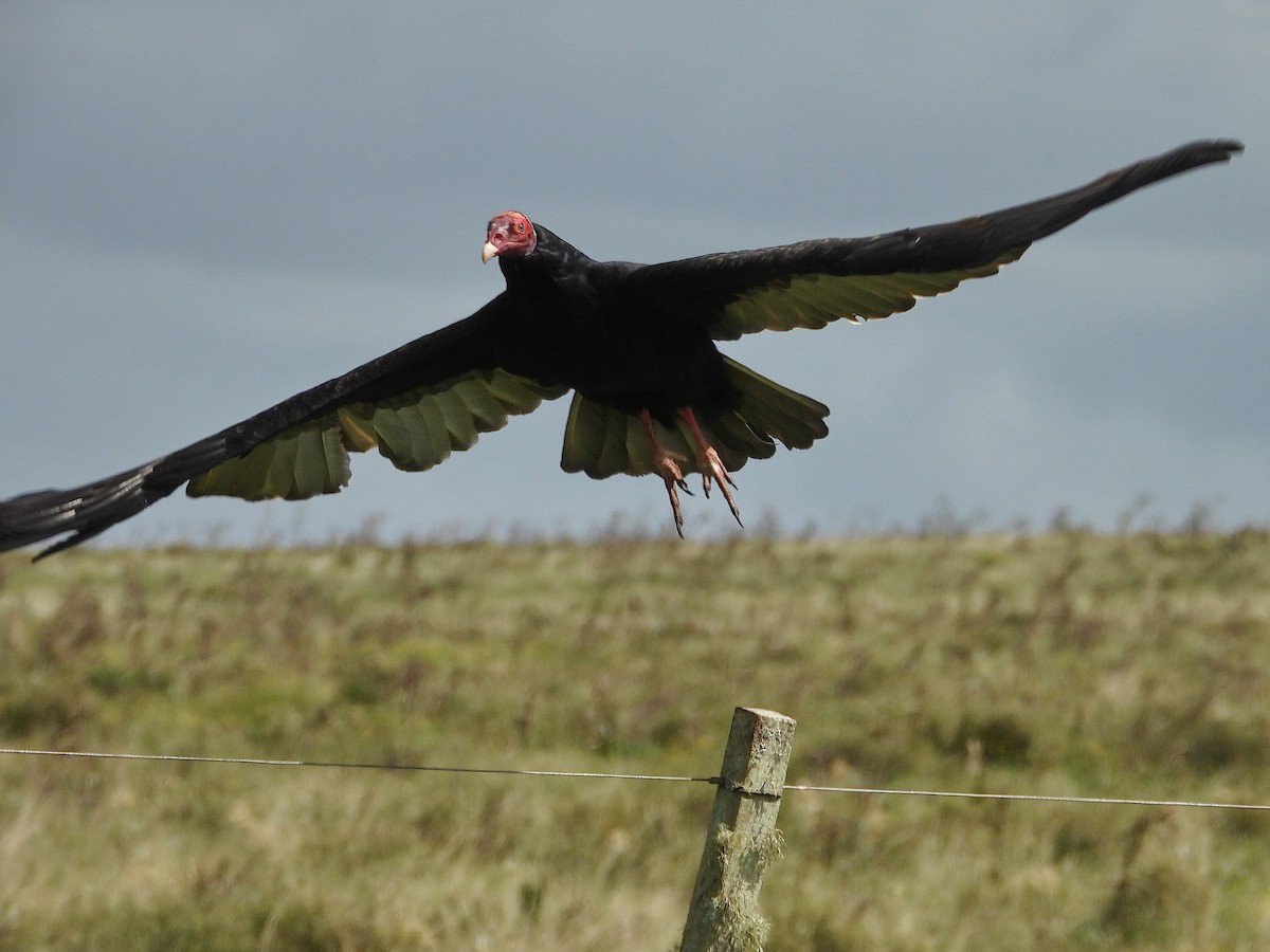 Turkey Vulture - ML617404316