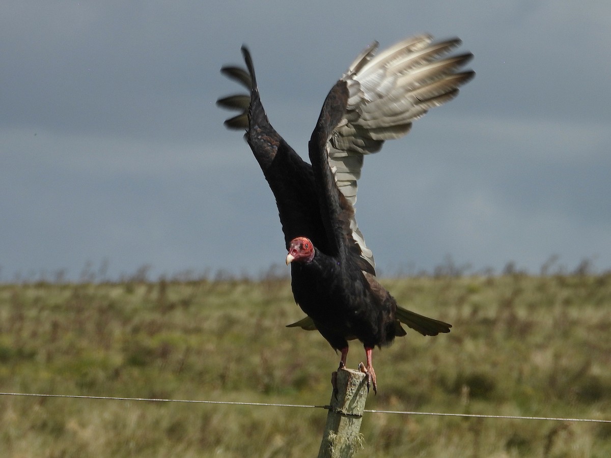 Turkey Vulture - ML617404317