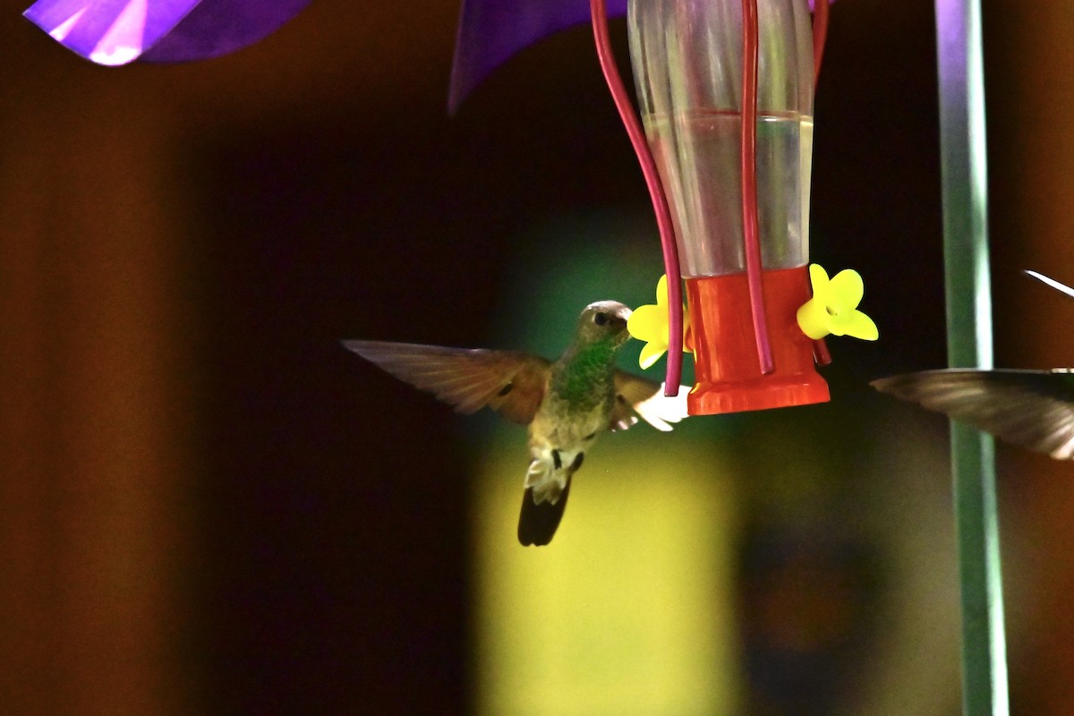 Berylline Hummingbird - Charles Young