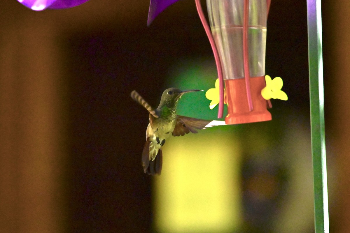 kolibřík mexický - ML617404326