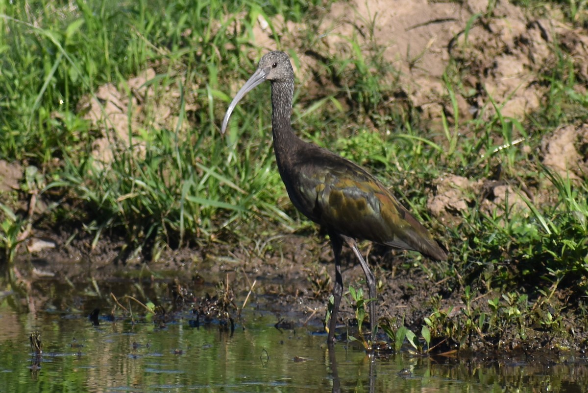 ibis americký - ML617404334