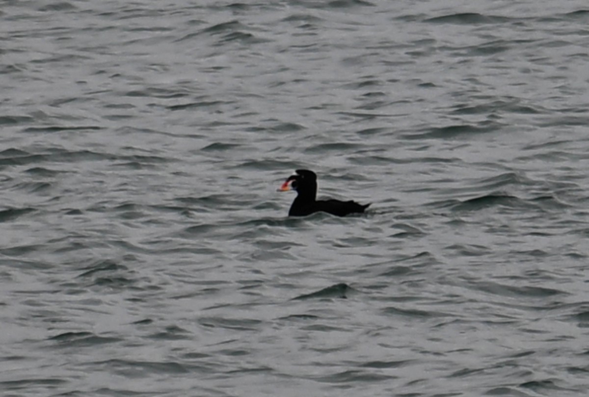Surf Scoter - ML617404370