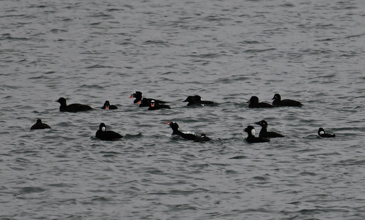 Surf Scoter - ML617404371