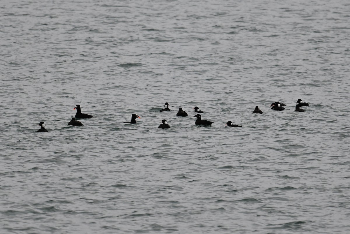 Surf Scoter - ML617404372