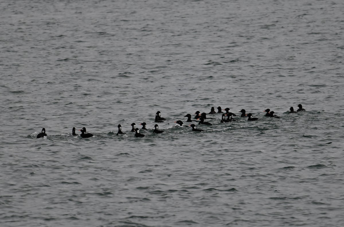 Surf Scoter - ML617404373