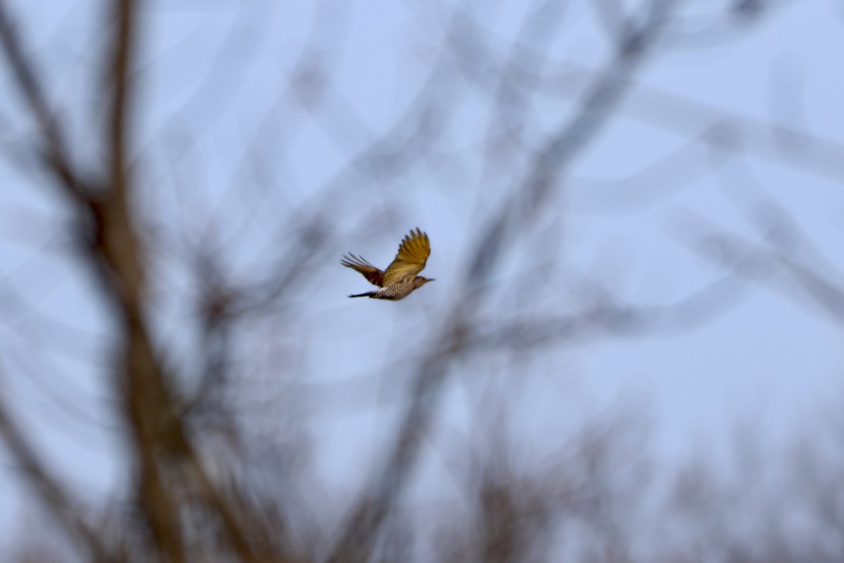 Northern Flicker - ML617404385