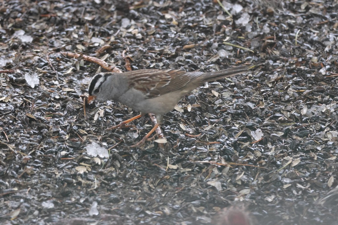 White-crowned Sparrow - Gretchen Framel