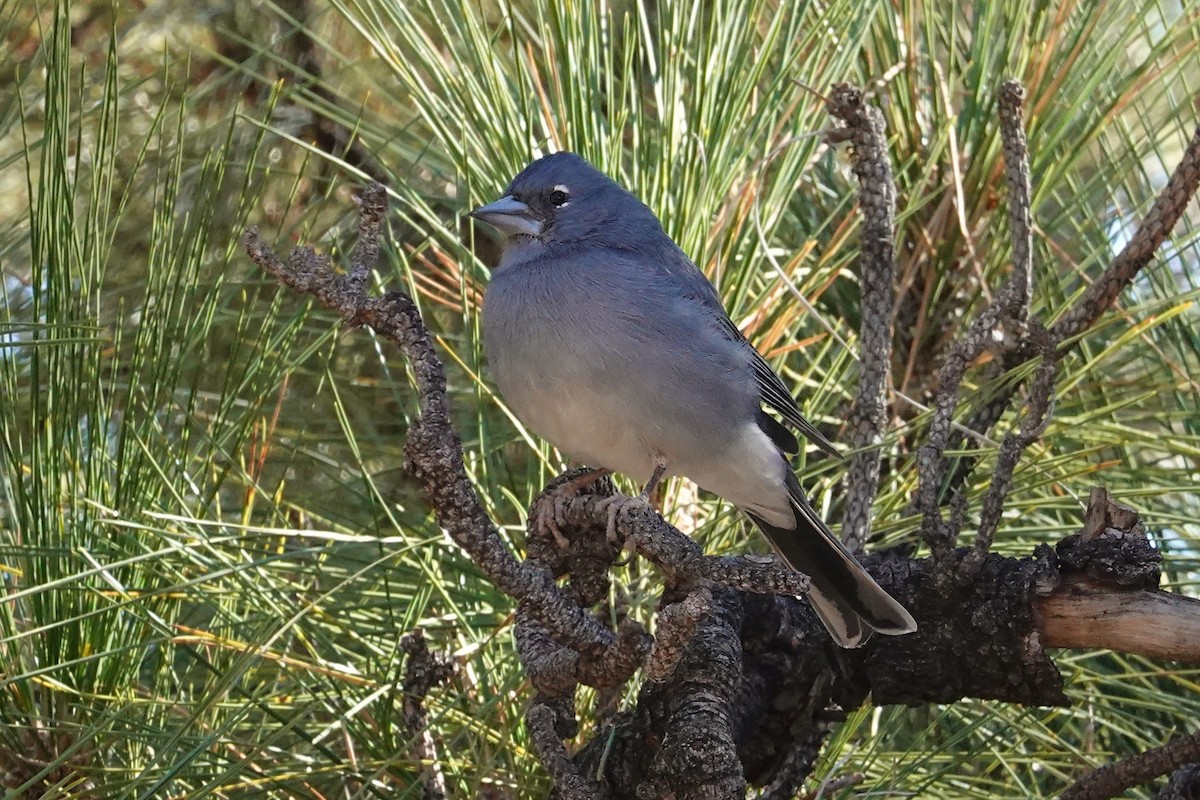 Tenerife Blue Chaffinch - Andrew Griebeler