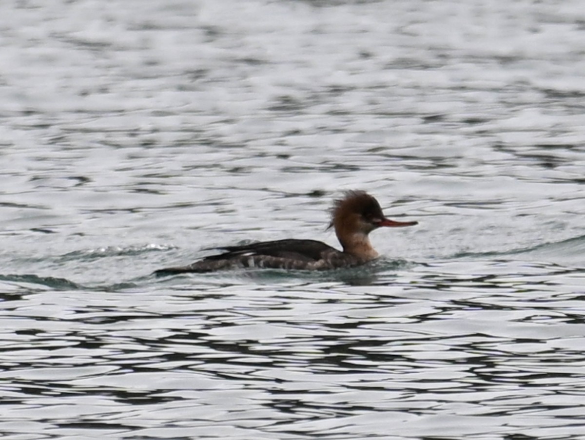 Red-breasted Merganser - ML617404434