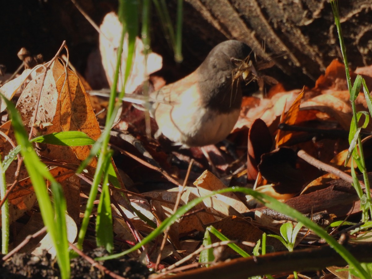 Dark-eyed Junco - Sharon Wilcox