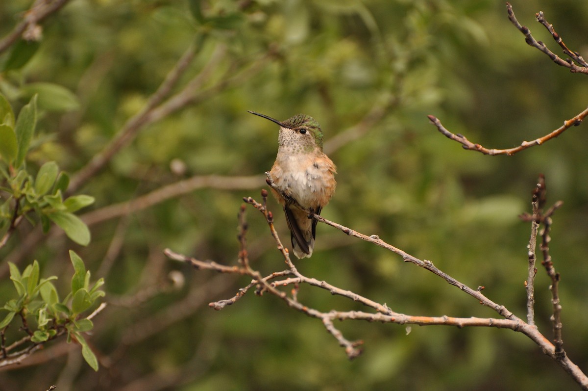 Colibrí Coliancho - ML617404464