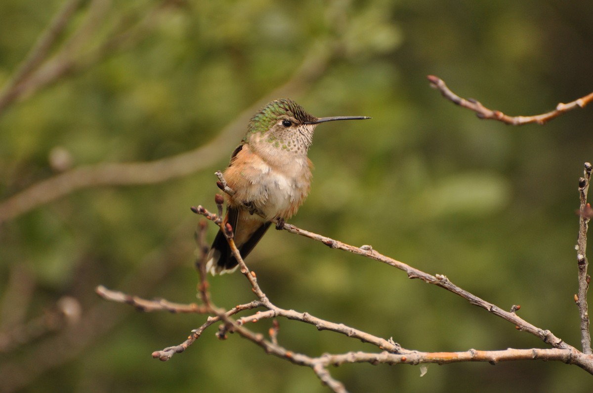 Broad-tailed Hummingbird - Abigail Duvall