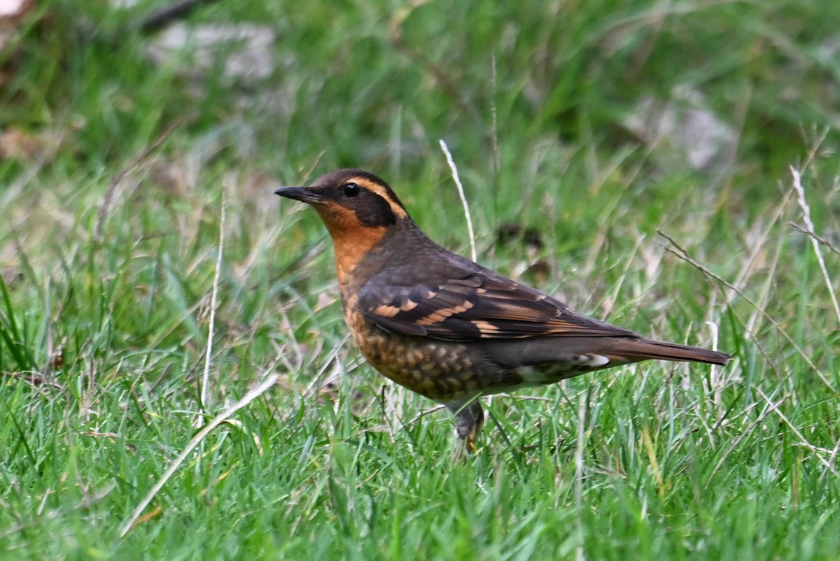 Varied Thrush - ML617404475