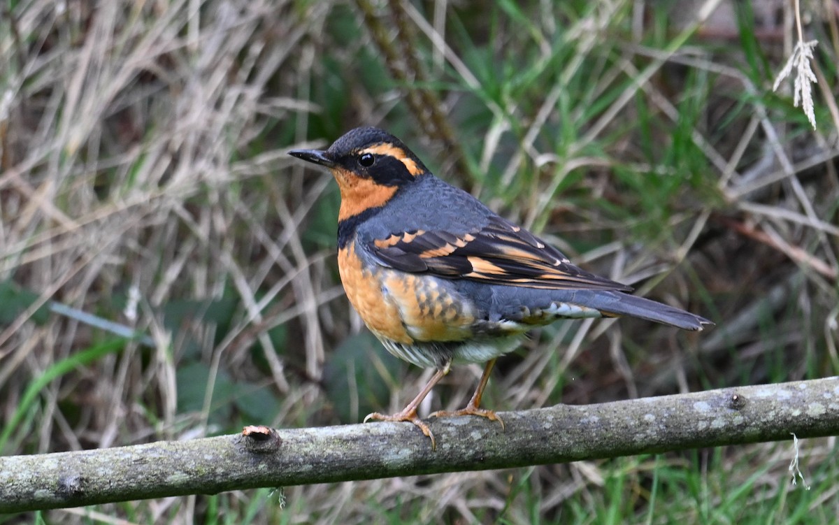 Varied Thrush - Jordan Broadhead