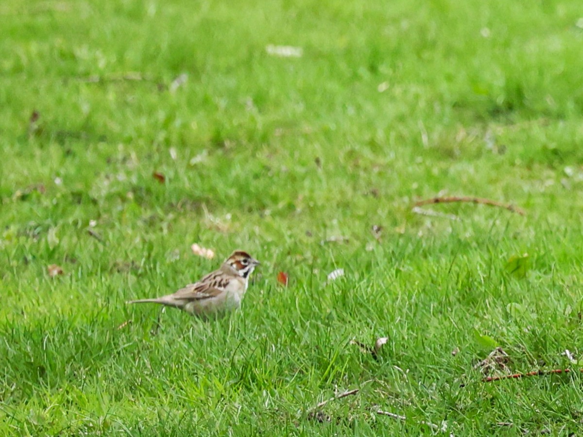 Lark Sparrow - ML617404533