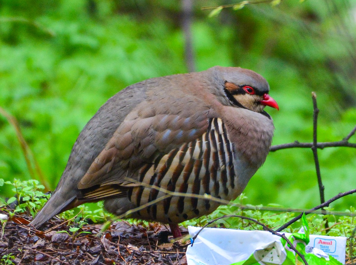 Chukar - ML617404586