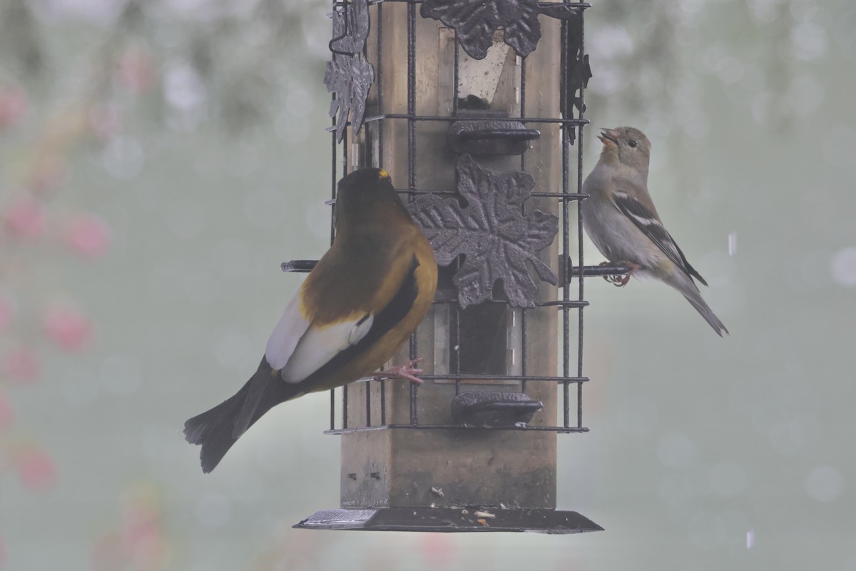 Evening Grosbeak - Gretchen Framel