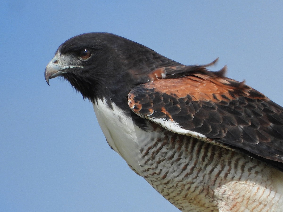 White-tailed Hawk - ML617404612