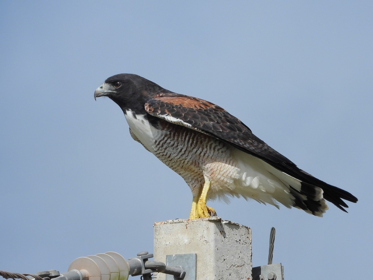 White-tailed Hawk - ML617404613