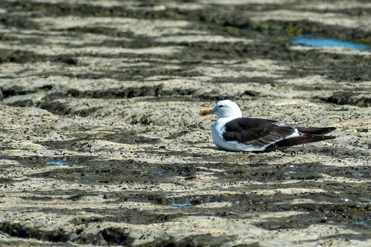 Kelp Gull - ML617404668