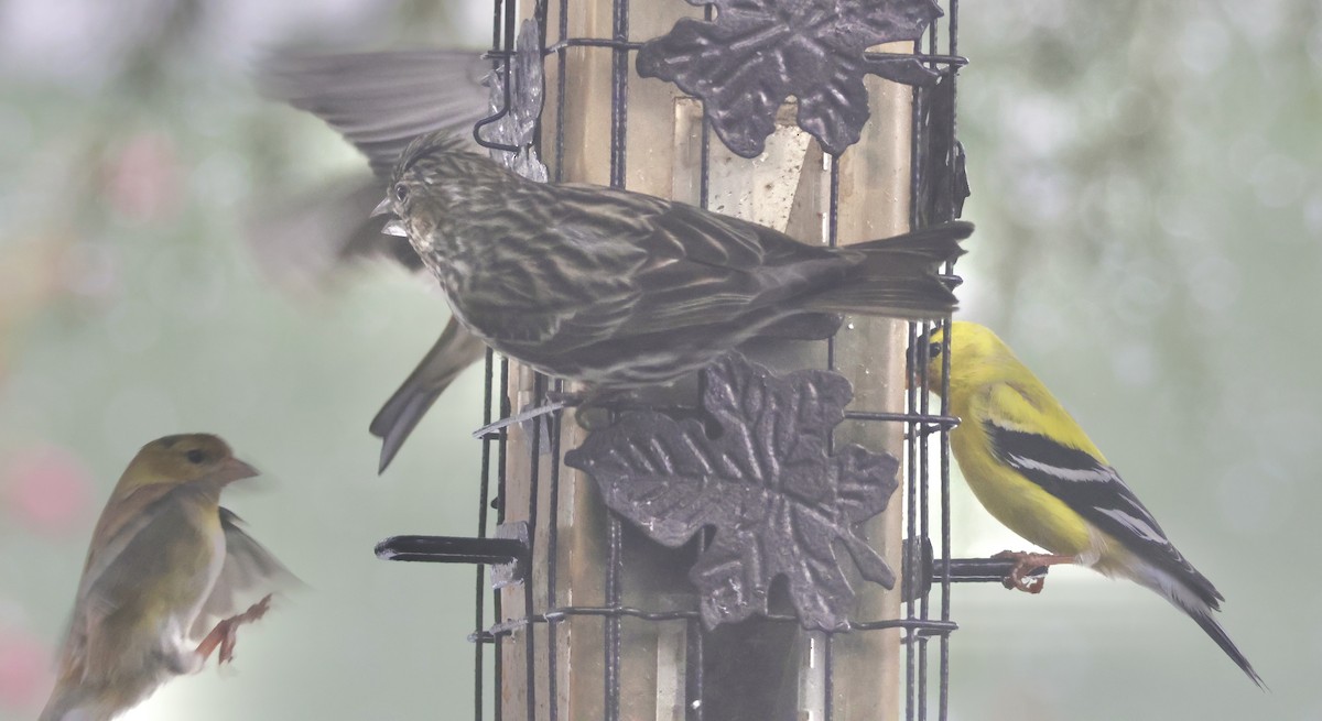 Cassin's Finch - Gretchen Framel