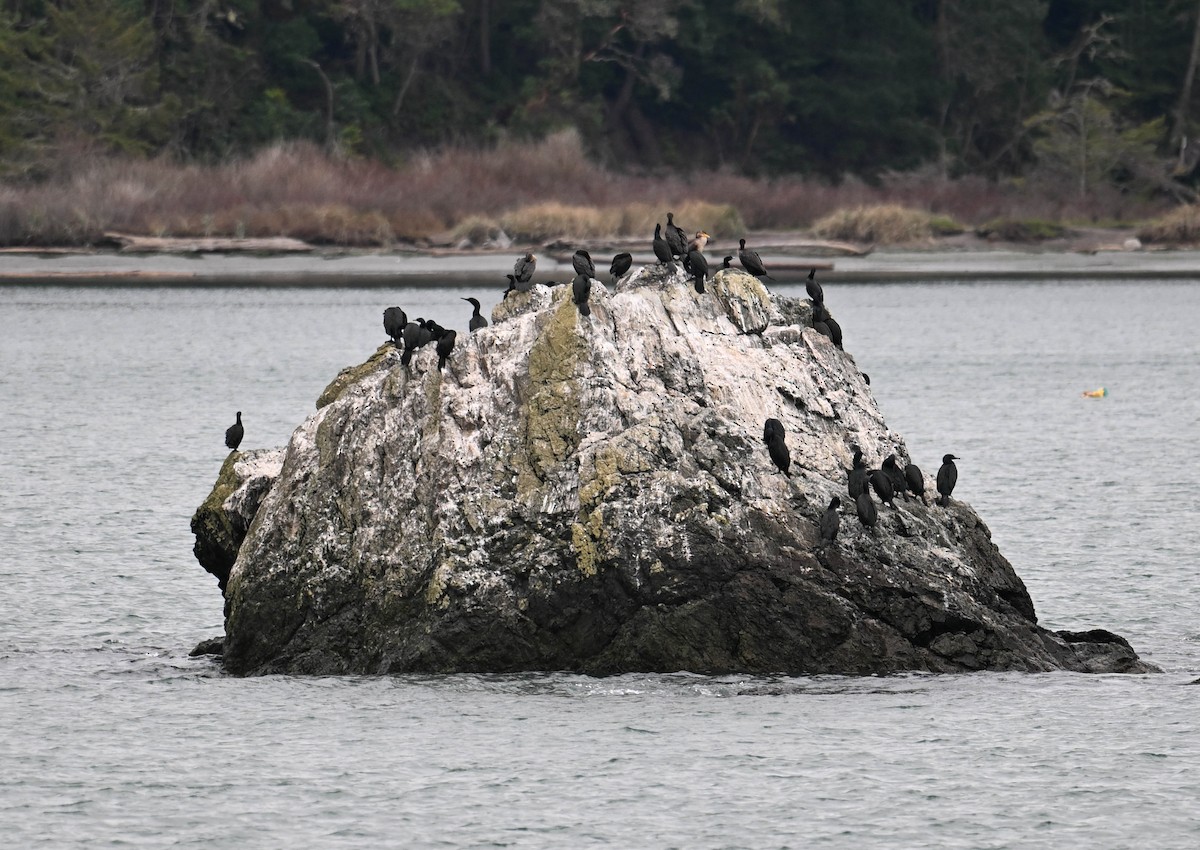 Brandt's Cormorant - ML617404731