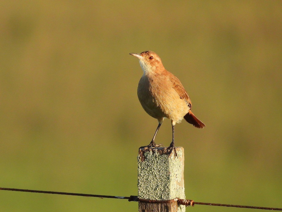 Rufous Hornero - ML617404741