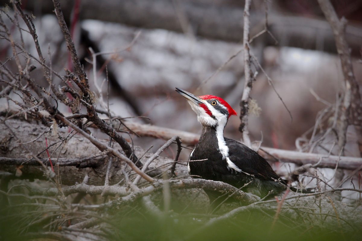 Pileated Woodpecker - Serge Wolf