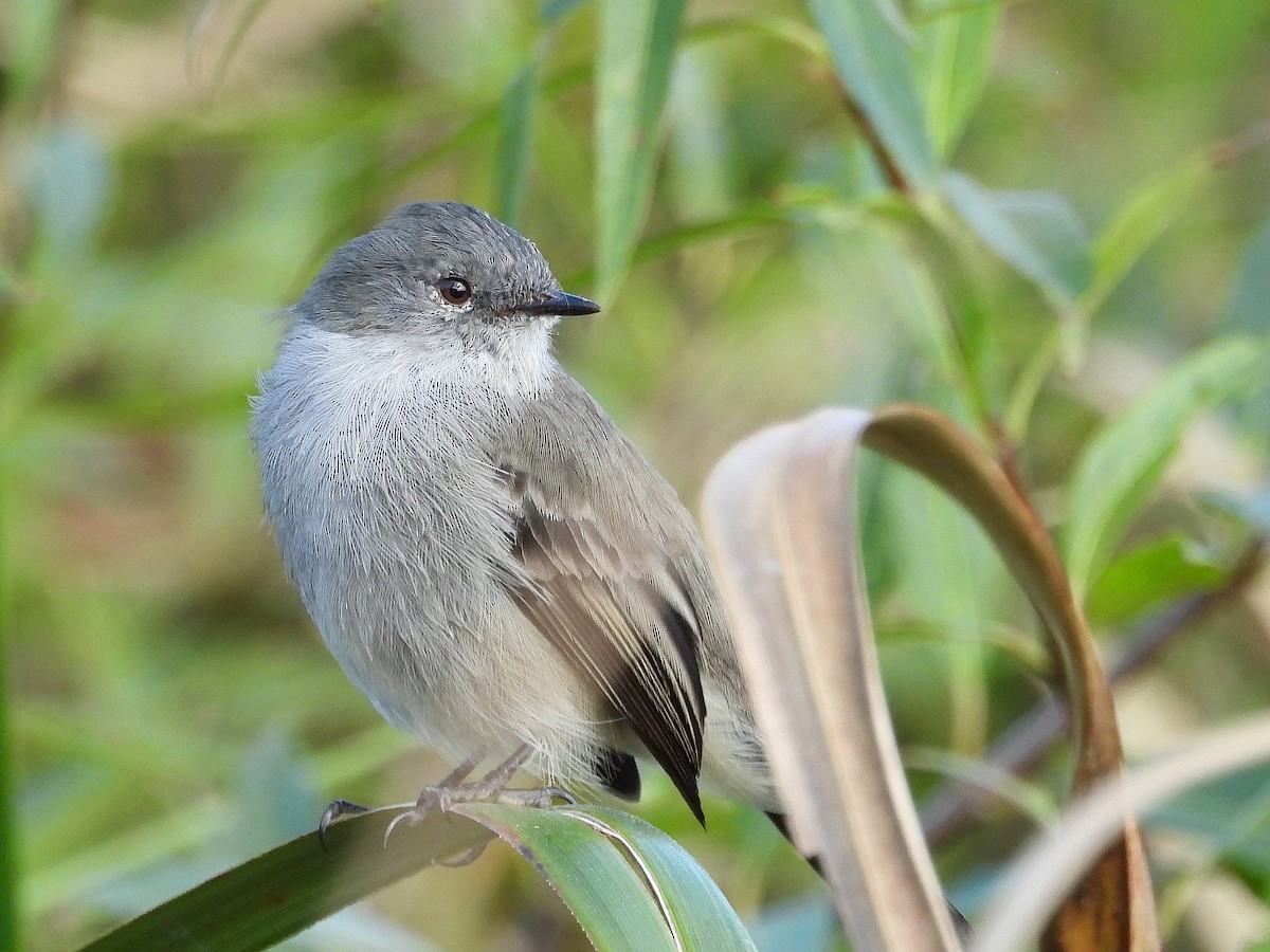 Sooty Tyrannulet - ML617404759