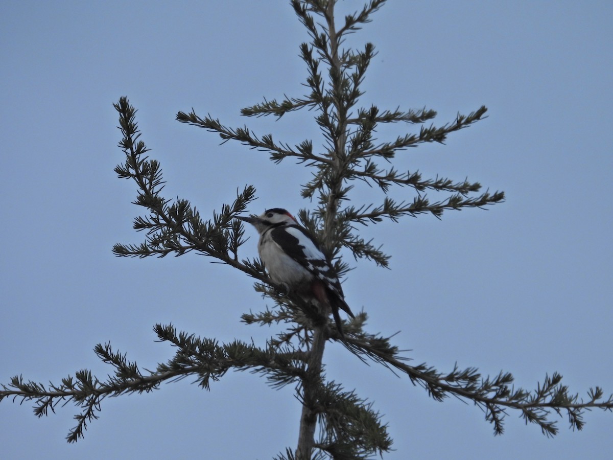Syrian Woodpecker - ML617404764