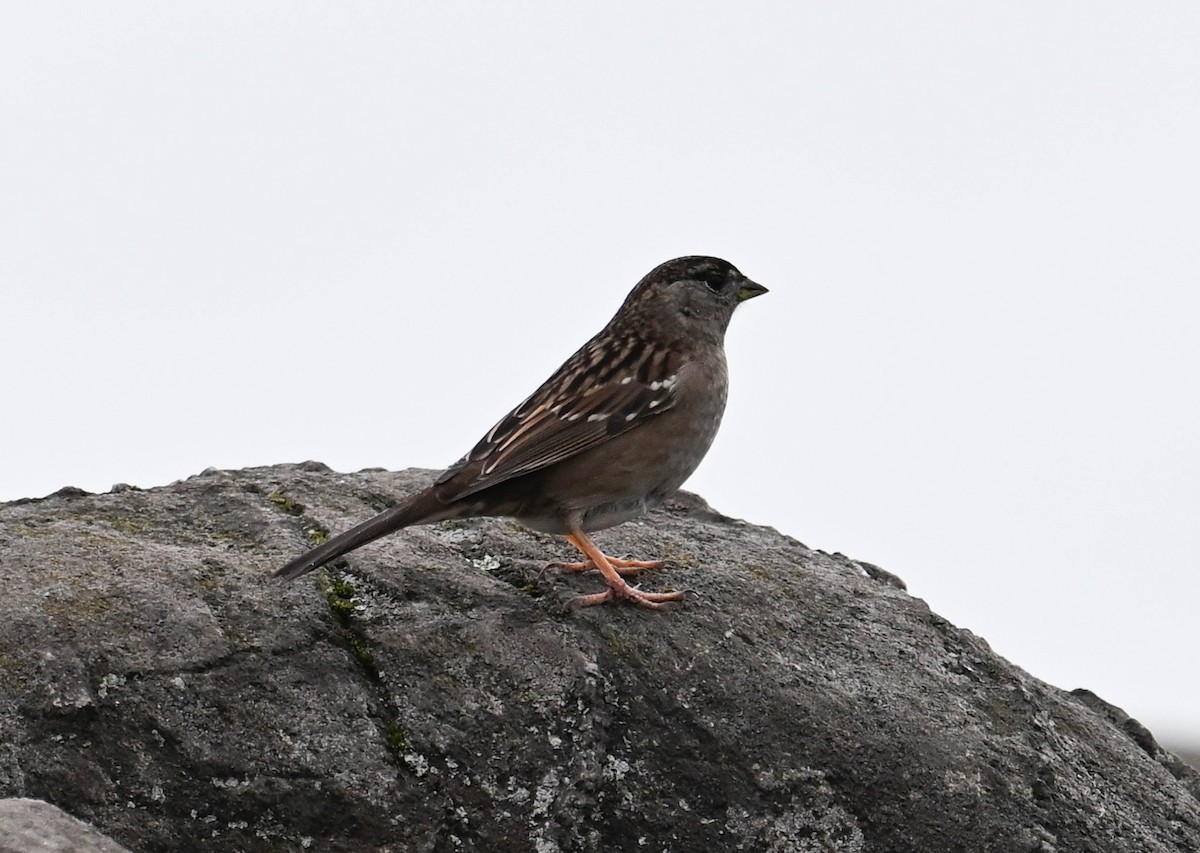 Golden-crowned Sparrow - ML617404770