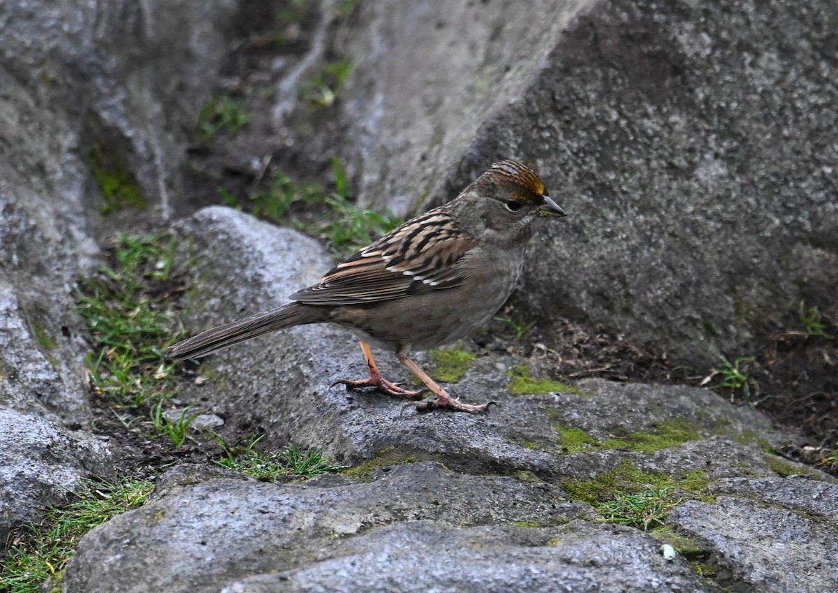Golden-crowned Sparrow - Jordan Broadhead