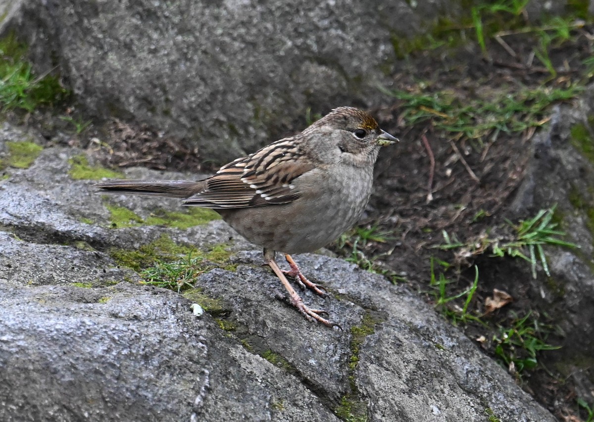 Golden-crowned Sparrow - ML617404772