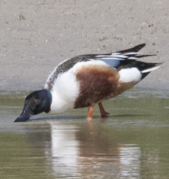 Northern Shoveler - don mcgregor