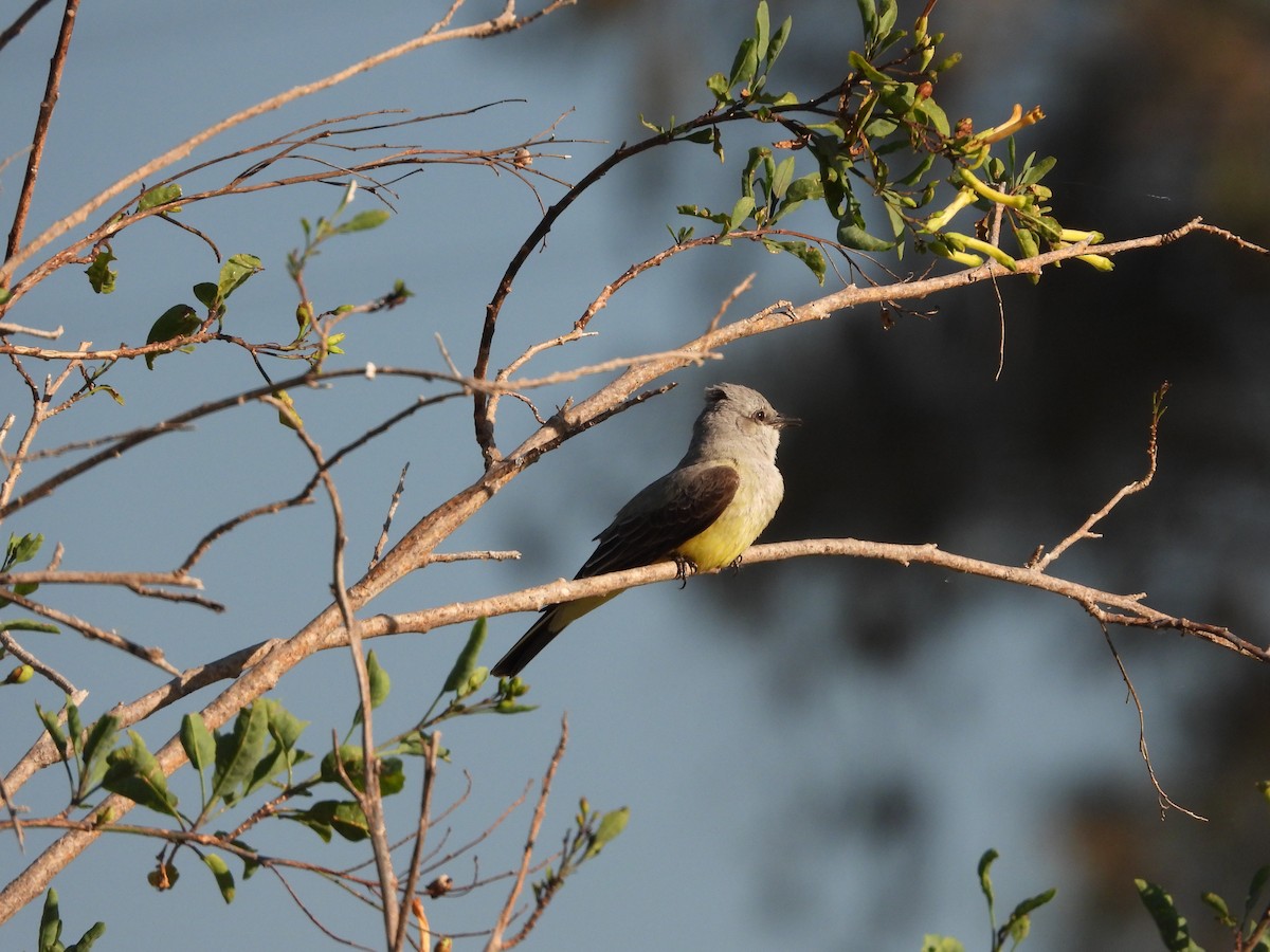 Western Kingbird - ML617404774