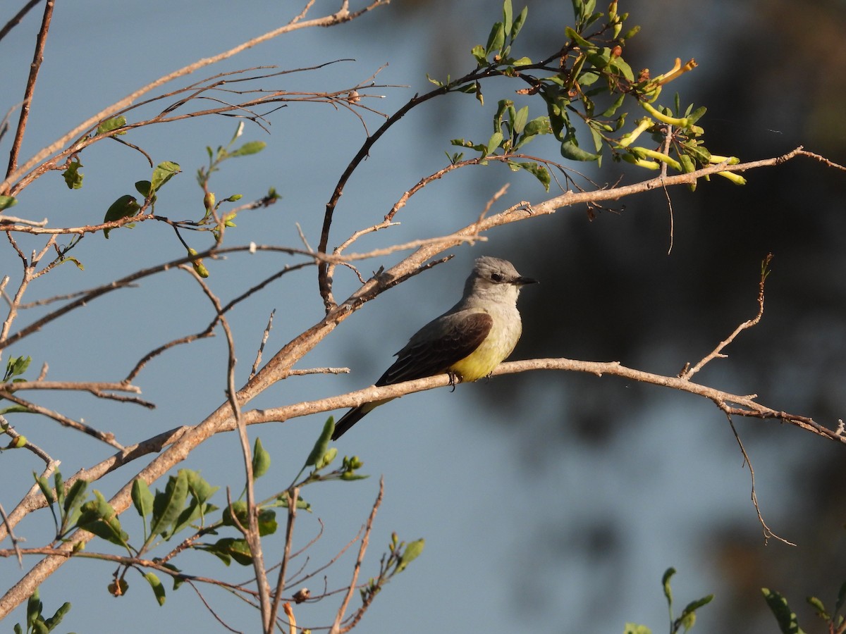 Western Kingbird - ML617404776